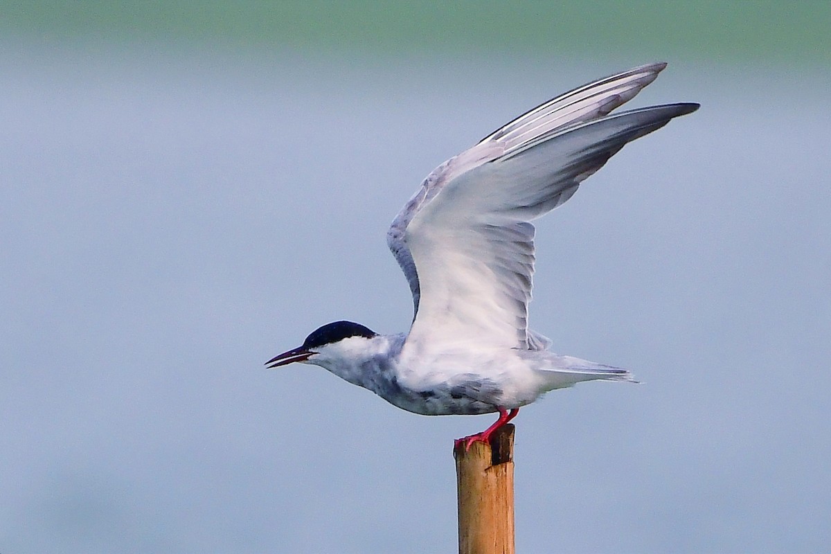 Whiskered Tern - ML637039725