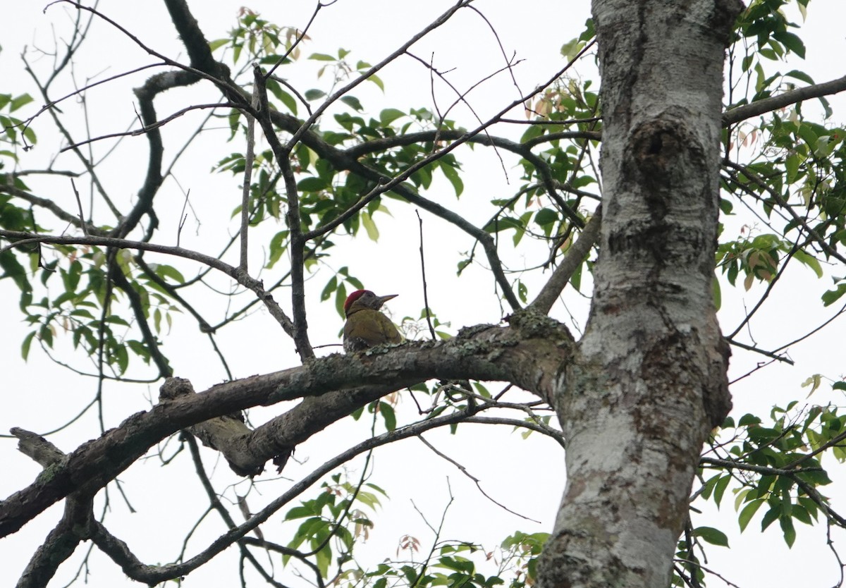 Streak-breasted Woodpecker - ML637039827