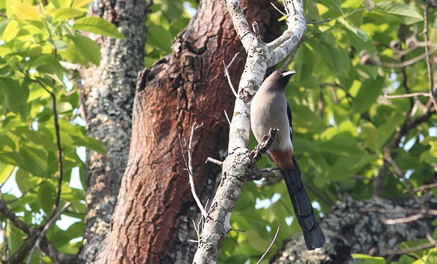Gray Treepie - ML637039899