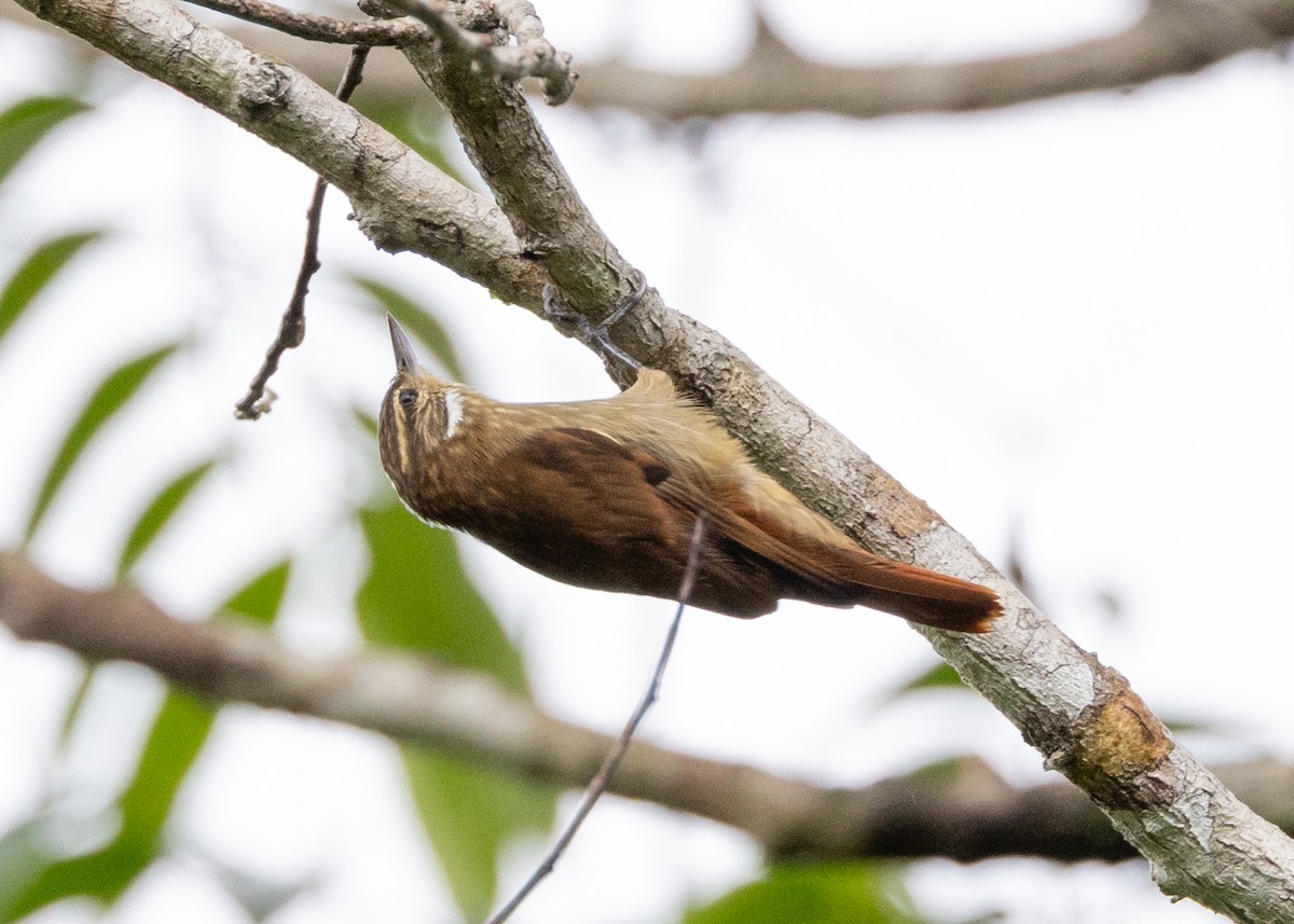 Slender-billed Xenops - ML637039919