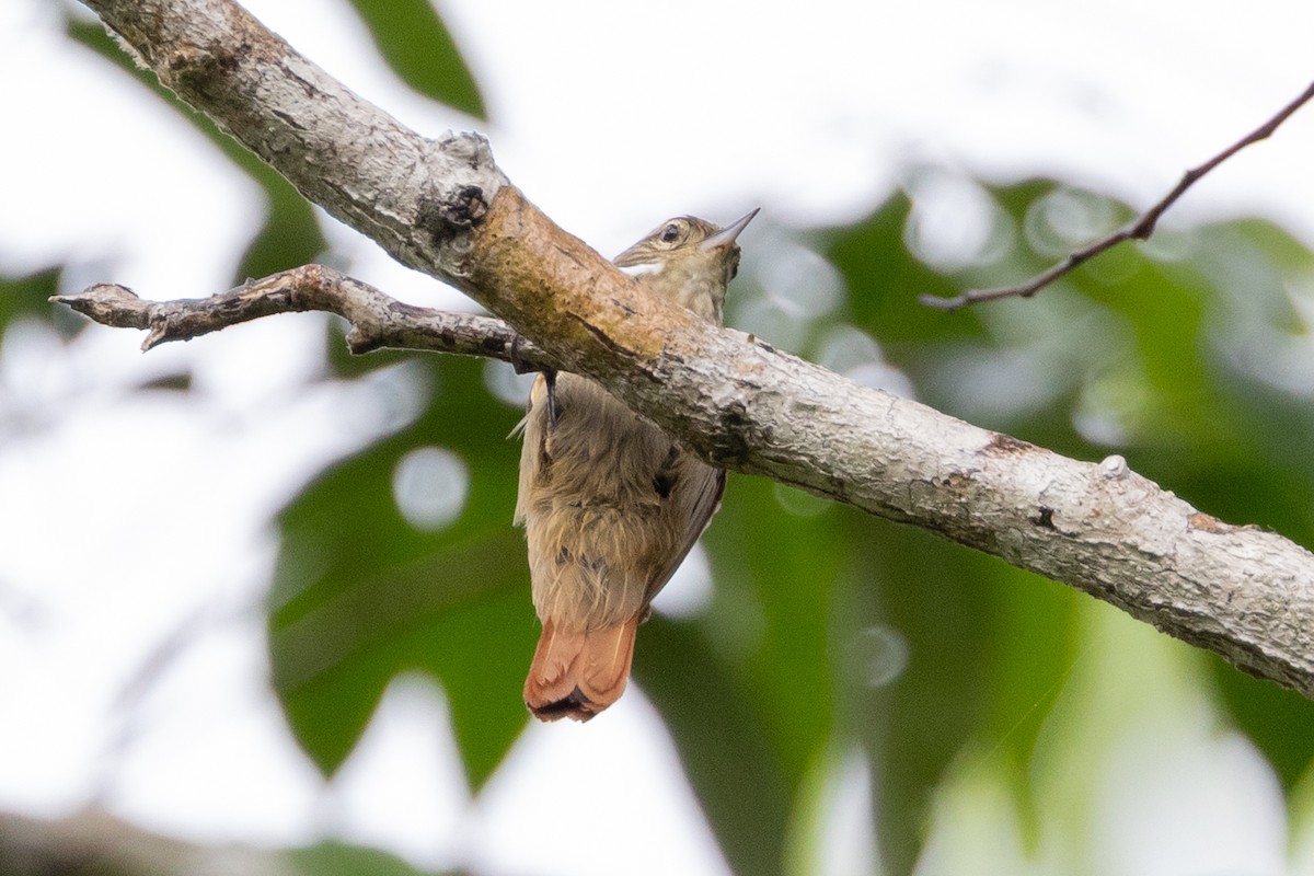 Slender-billed Xenops - ML637039920