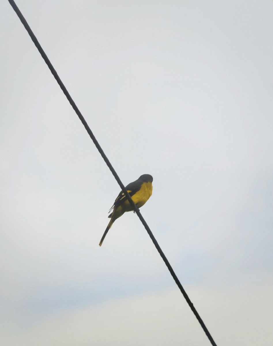 Orange Minivet - ML637039941