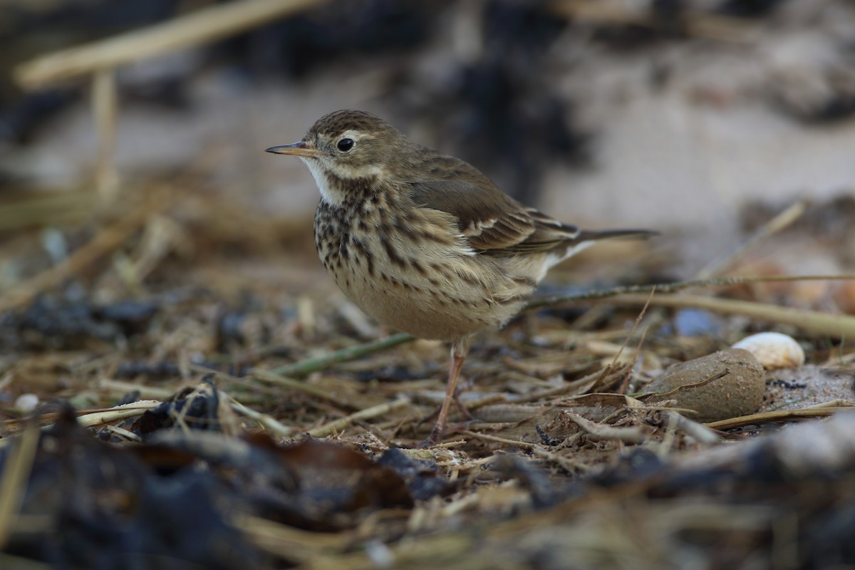 American Pipit - ML637040101