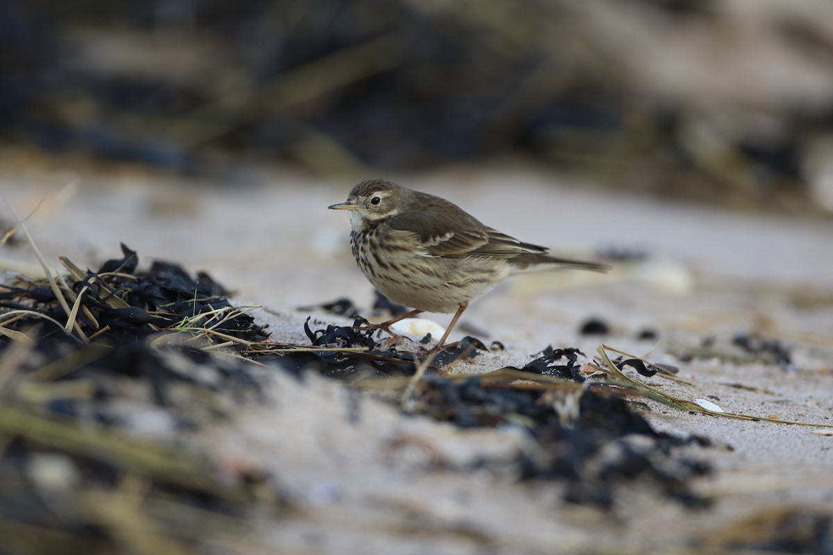 American Pipit - ML637040102