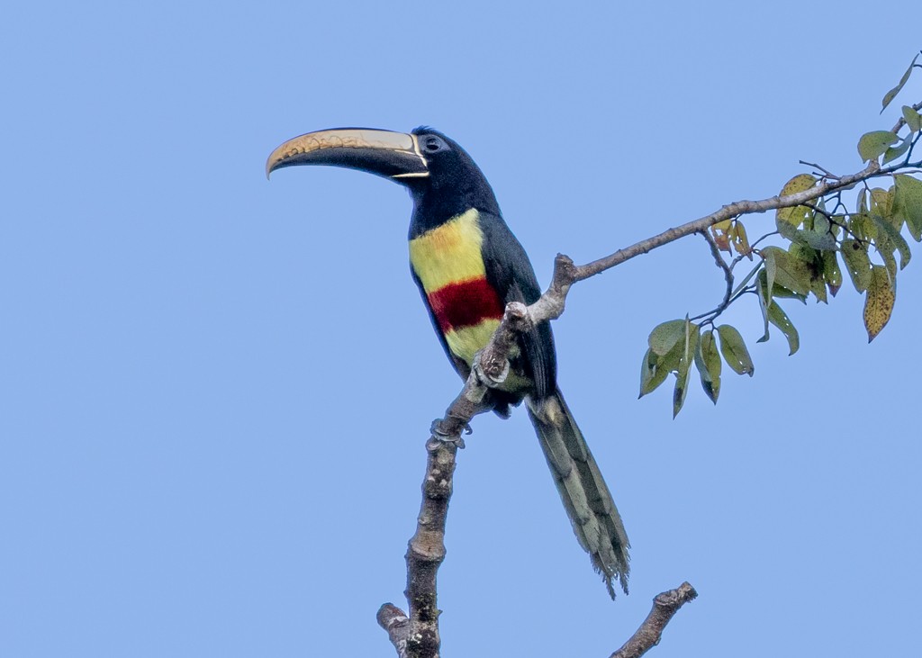 Black-necked Aracari - ML637040161