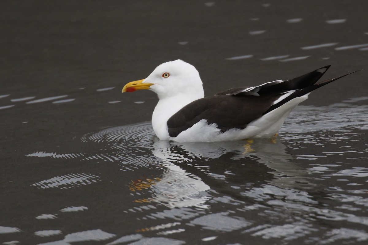 Lesser Black-backed Gull (fuscus) - ML637040316