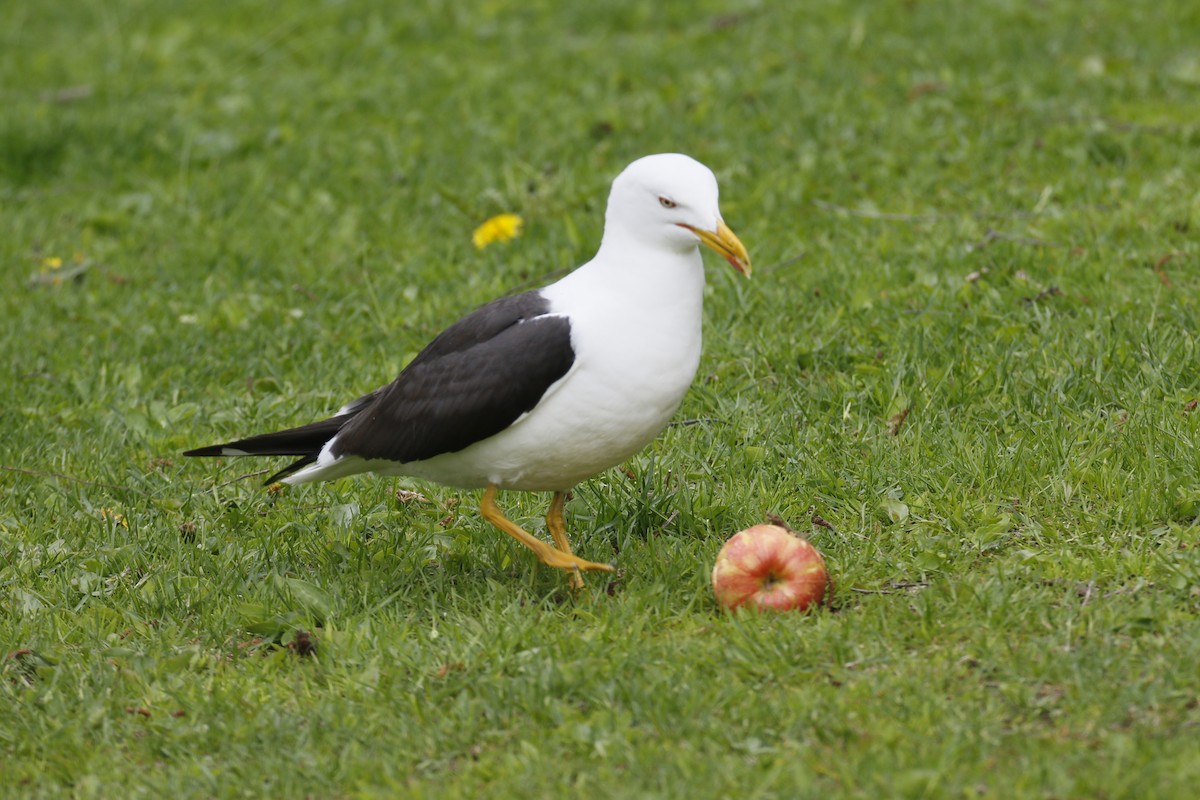 Lesser Black-backed Gull (fuscus) - ML637040317