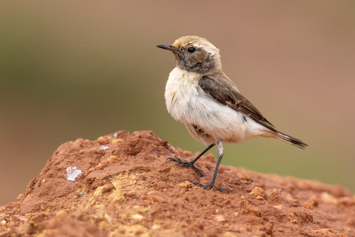 Mourning Wheatear (Maghreb) - ML637040467