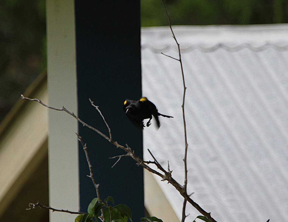 Yellow-shouldered Blackbird - ML637040468