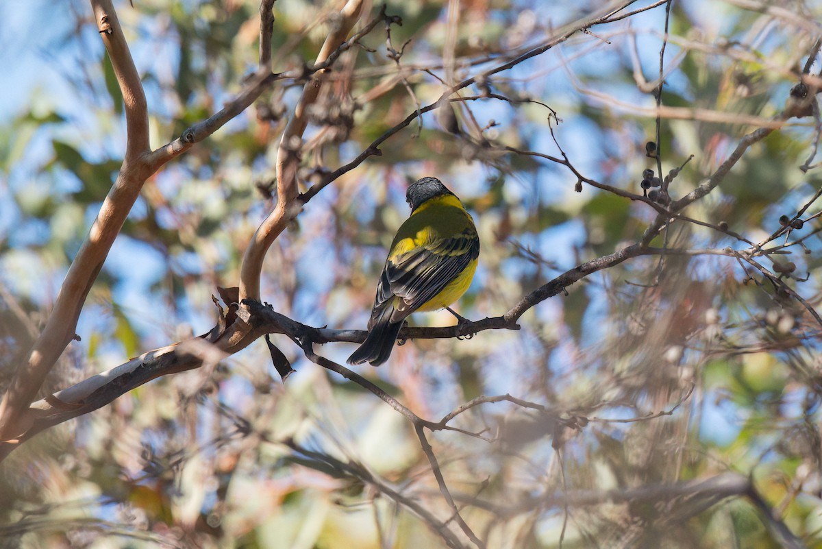 Golden Whistler (Western) - ML637040469