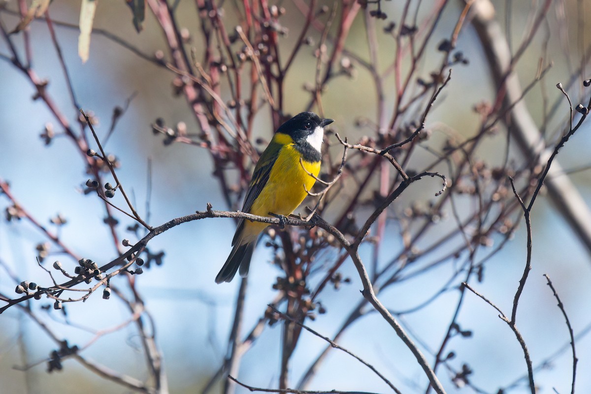 Golden Whistler (Western) - ML637040470