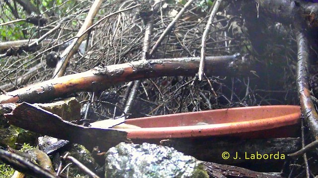 ヒガラ - ML637040471