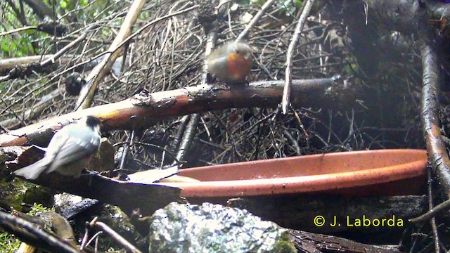 ヒガラ - ML637040472