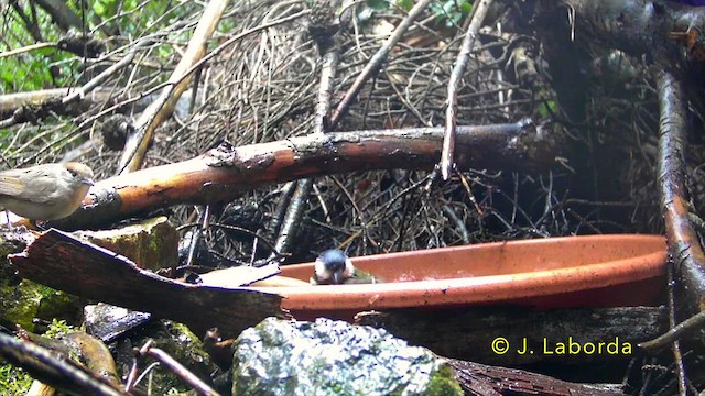 Eurasian Blackcap - ML637040491