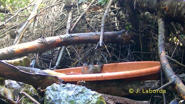 Eurasian Blackcap - ML637040493