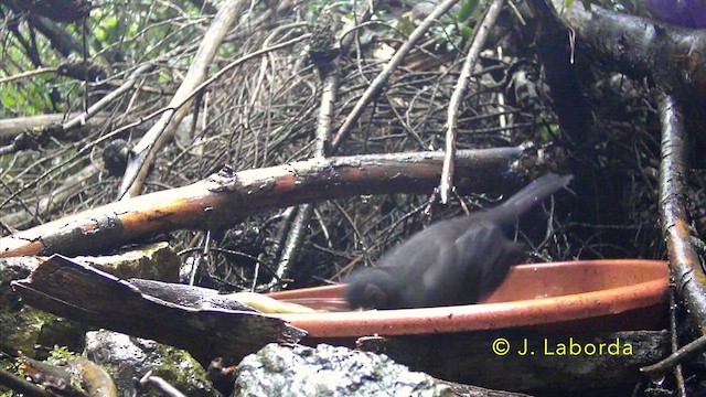 Хар хөөндэй - ML637040506