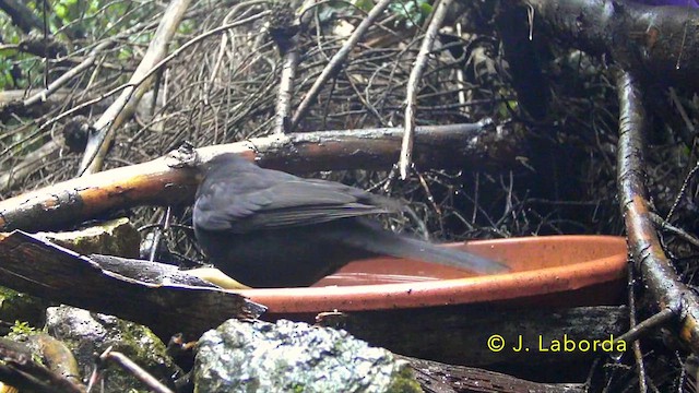 Хар хөөндэй - ML637040507
