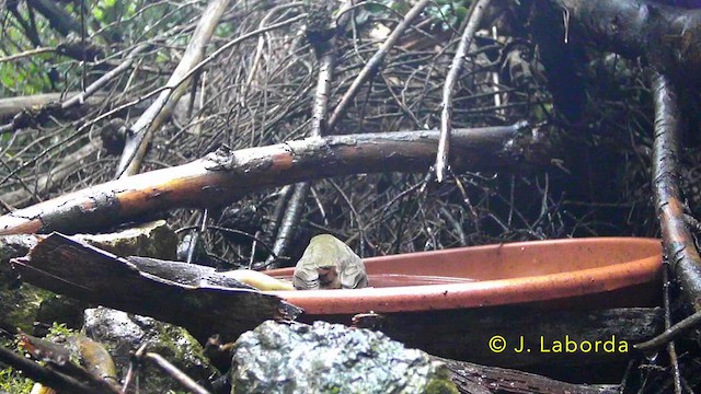 Өрнийн зээрд омруут - ML637040509