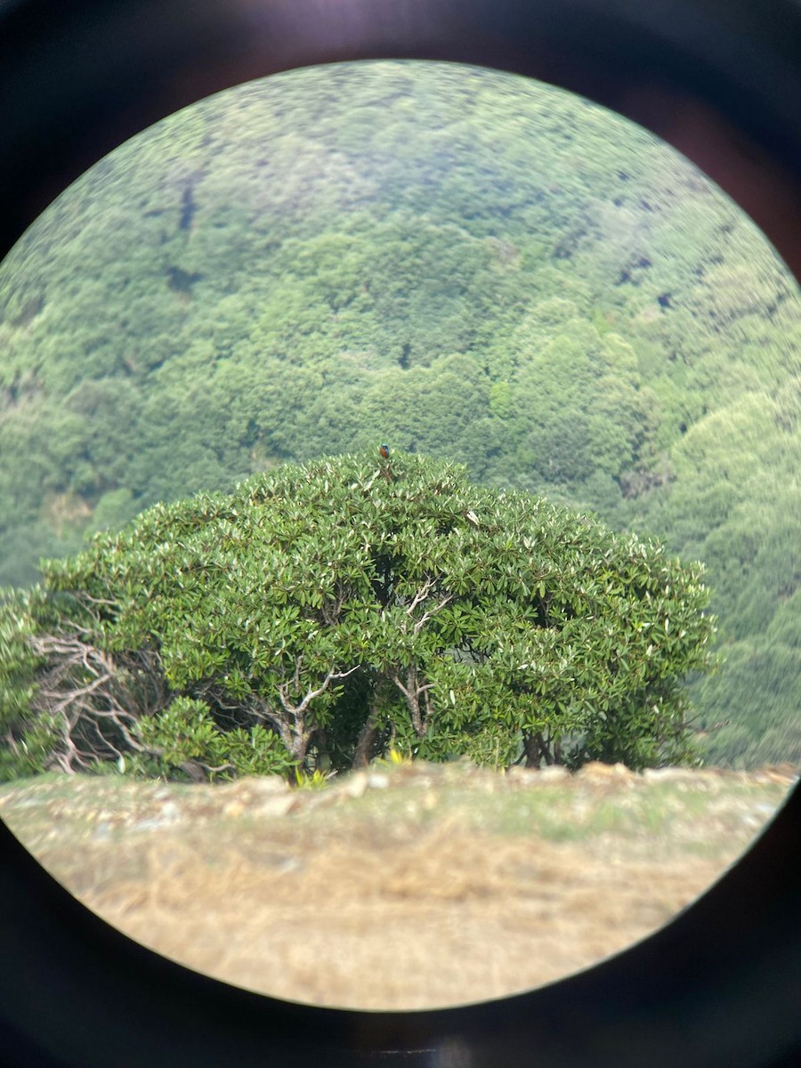 Chestnut-bellied Rock-Thrush - ML637040549