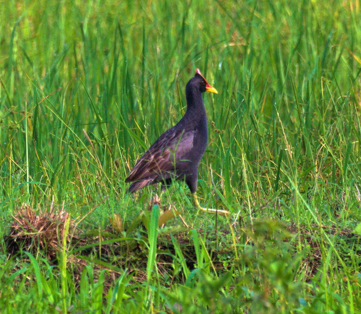 Watercock - ML637040631