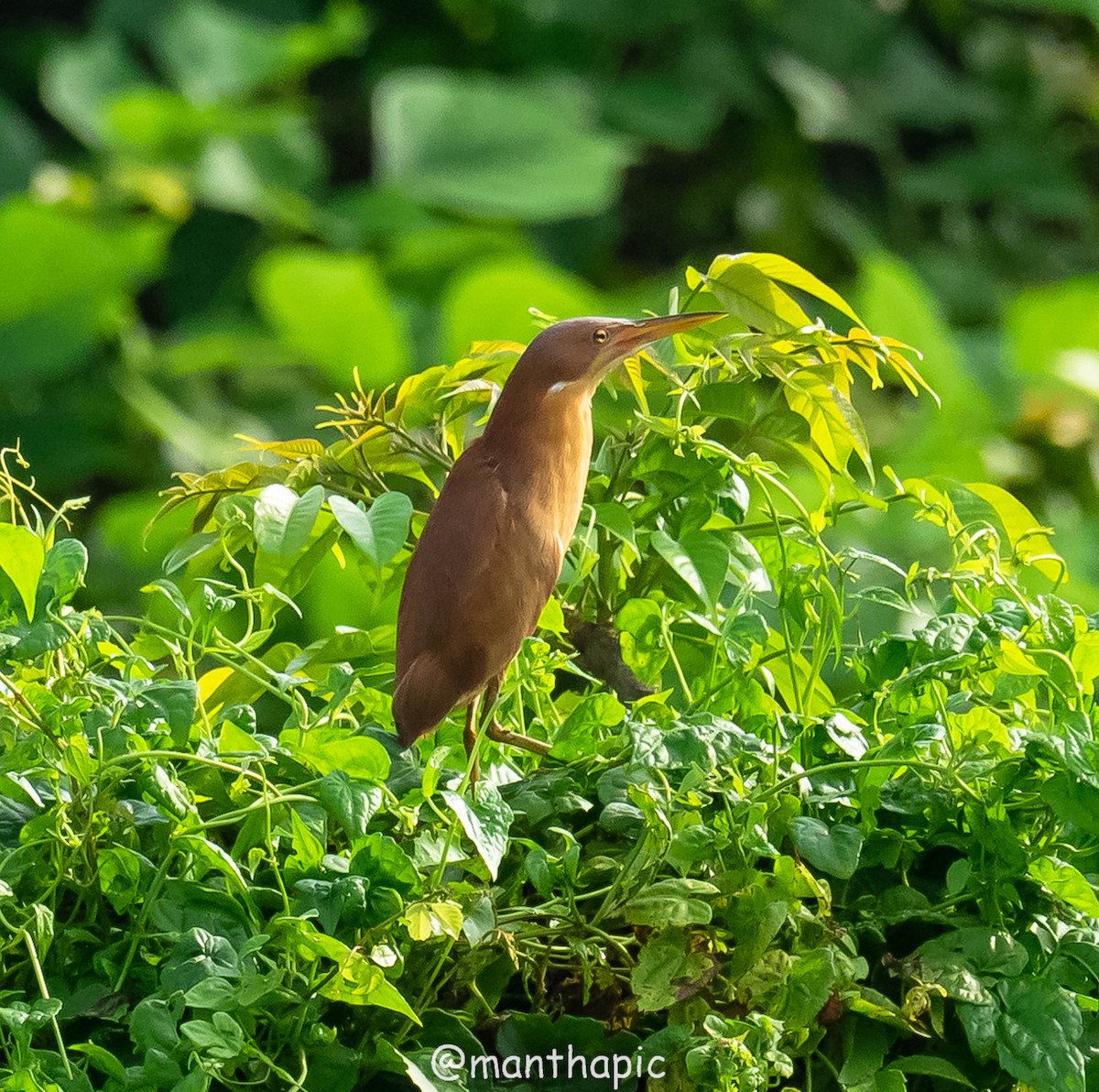 Cinnamon Bittern - ML637040635