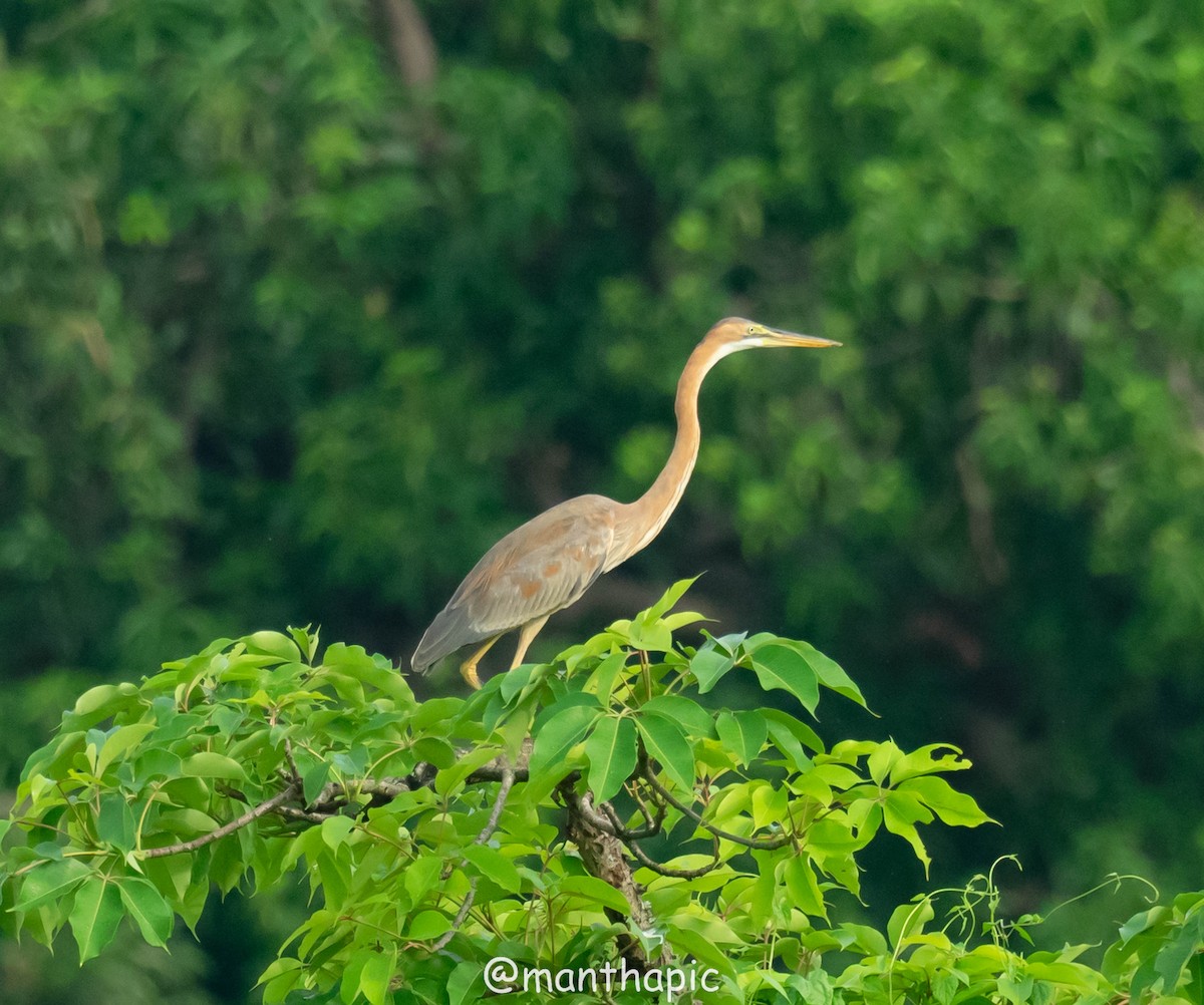 אנפה ארגמנית - ML637040639
