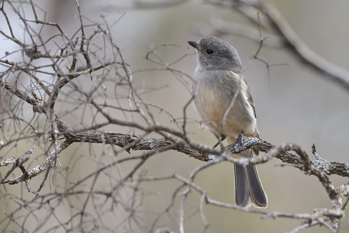 Golden Whistler (Western) - ML637040753