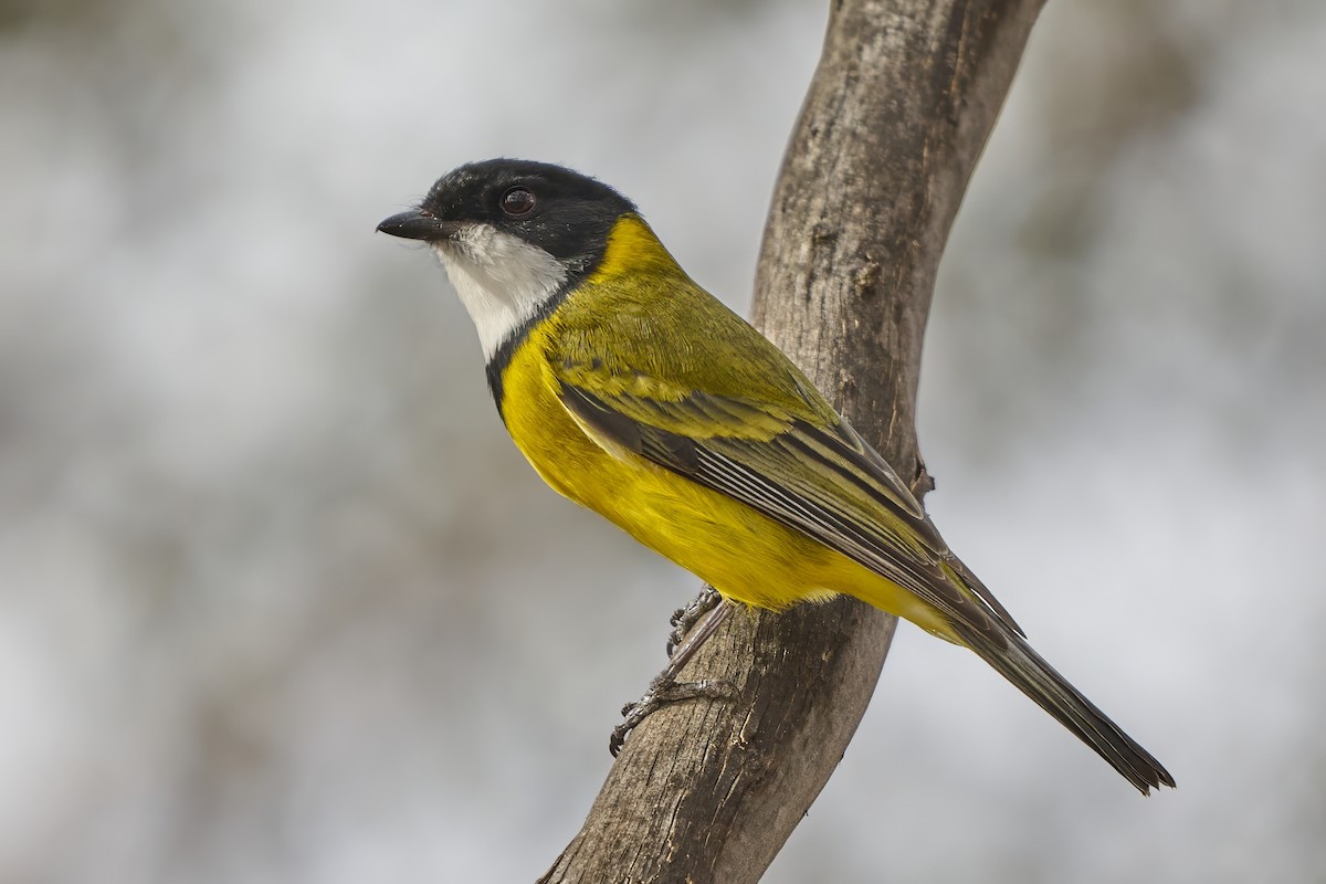 Golden Whistler (Western) - ML637040754