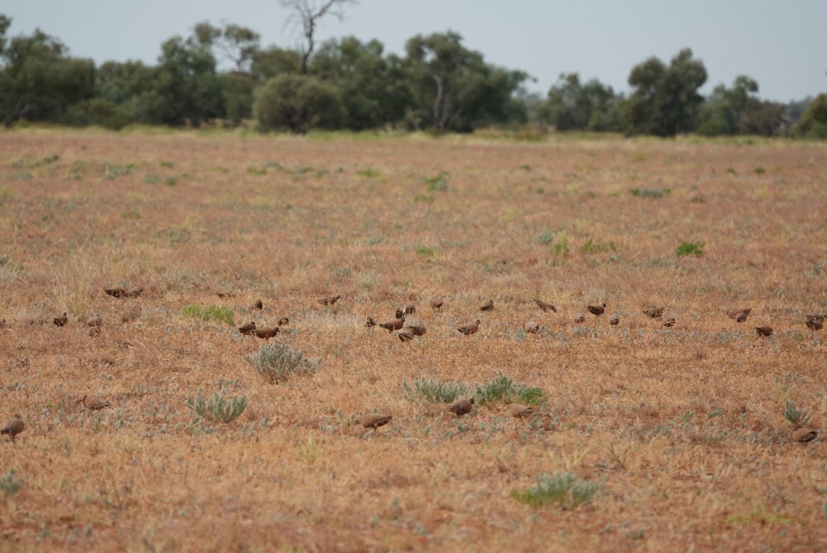 Flock Bronzewing - ML637040805