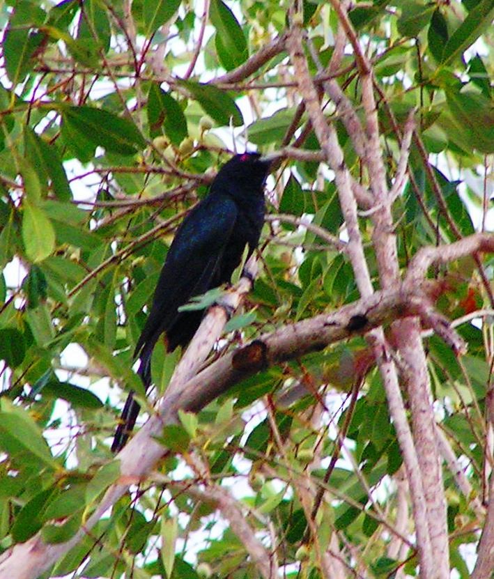 Pacific Koel - ML637040904