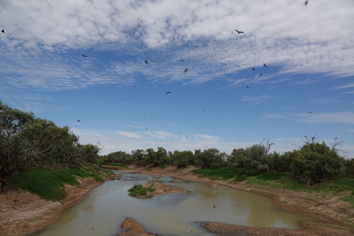 Сохор элээ - ML637040908