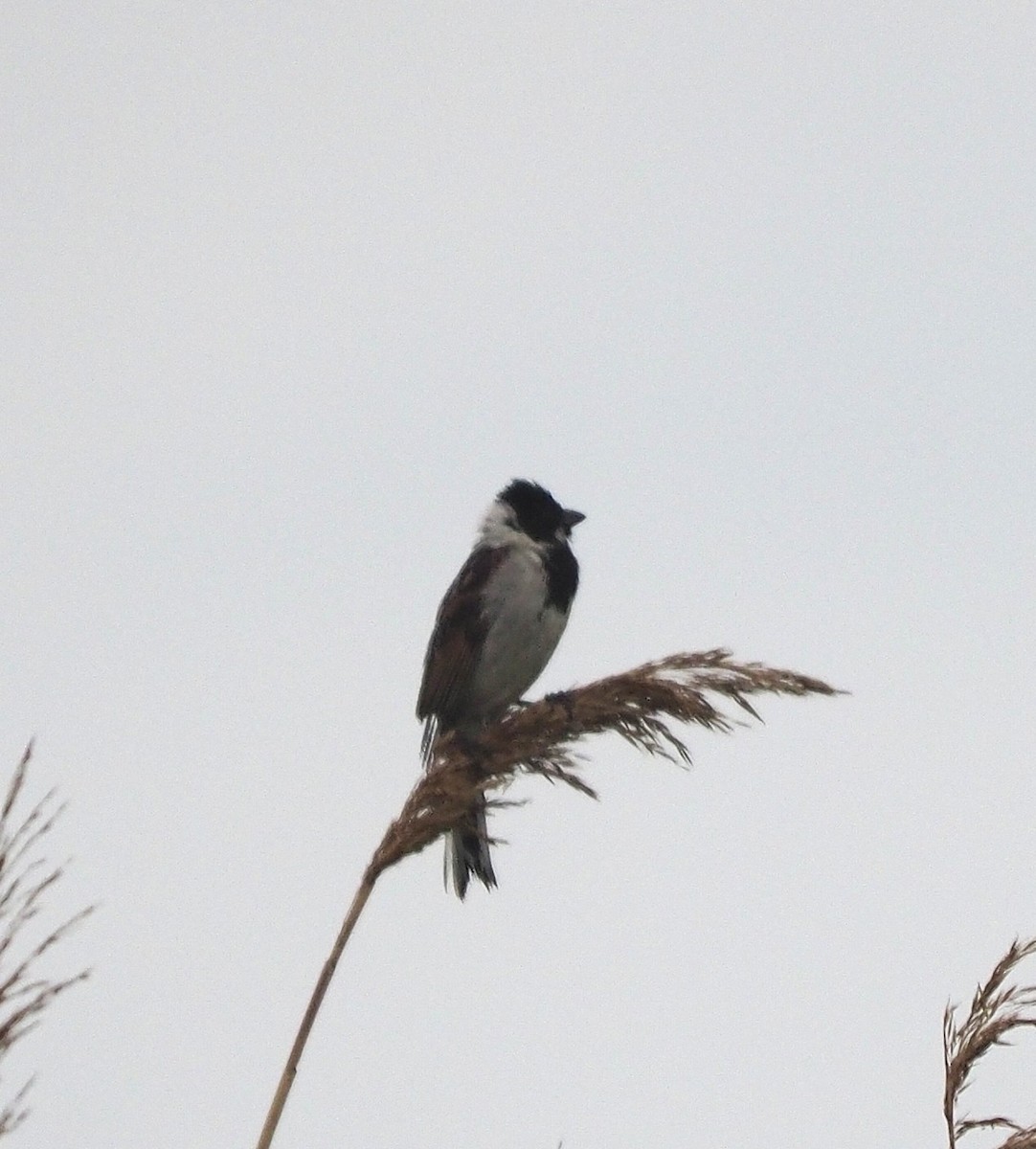 Reed Bunting - ML637040909