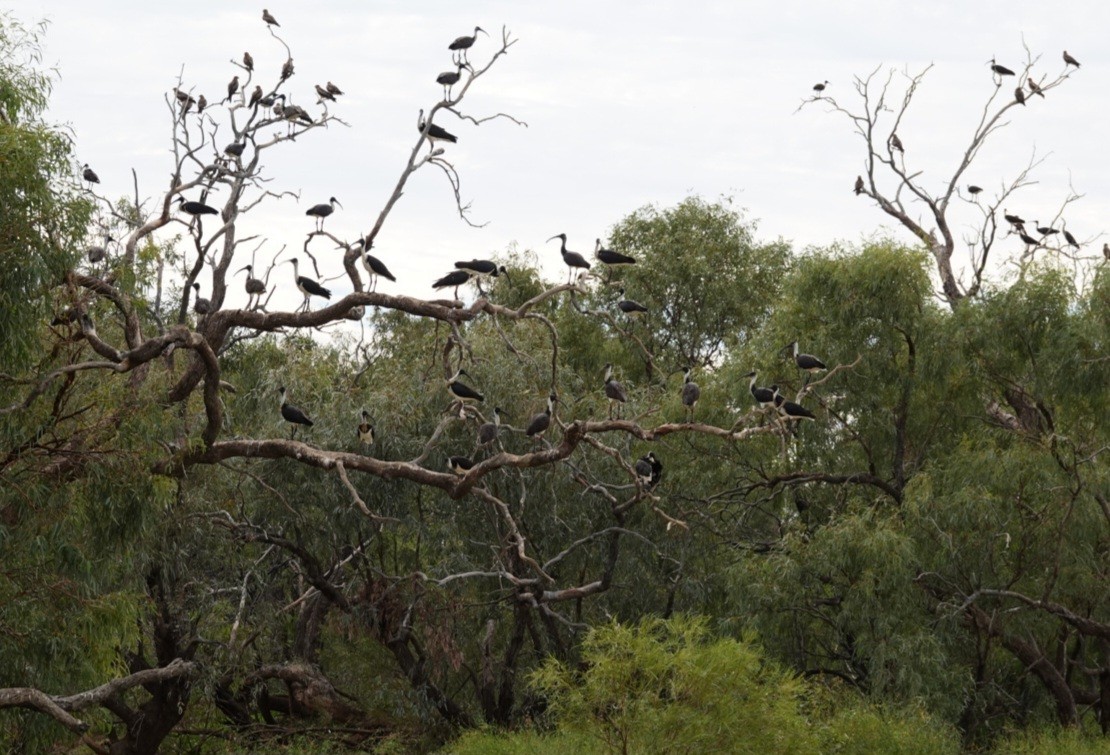 Straw-necked Ibis - ML637040927