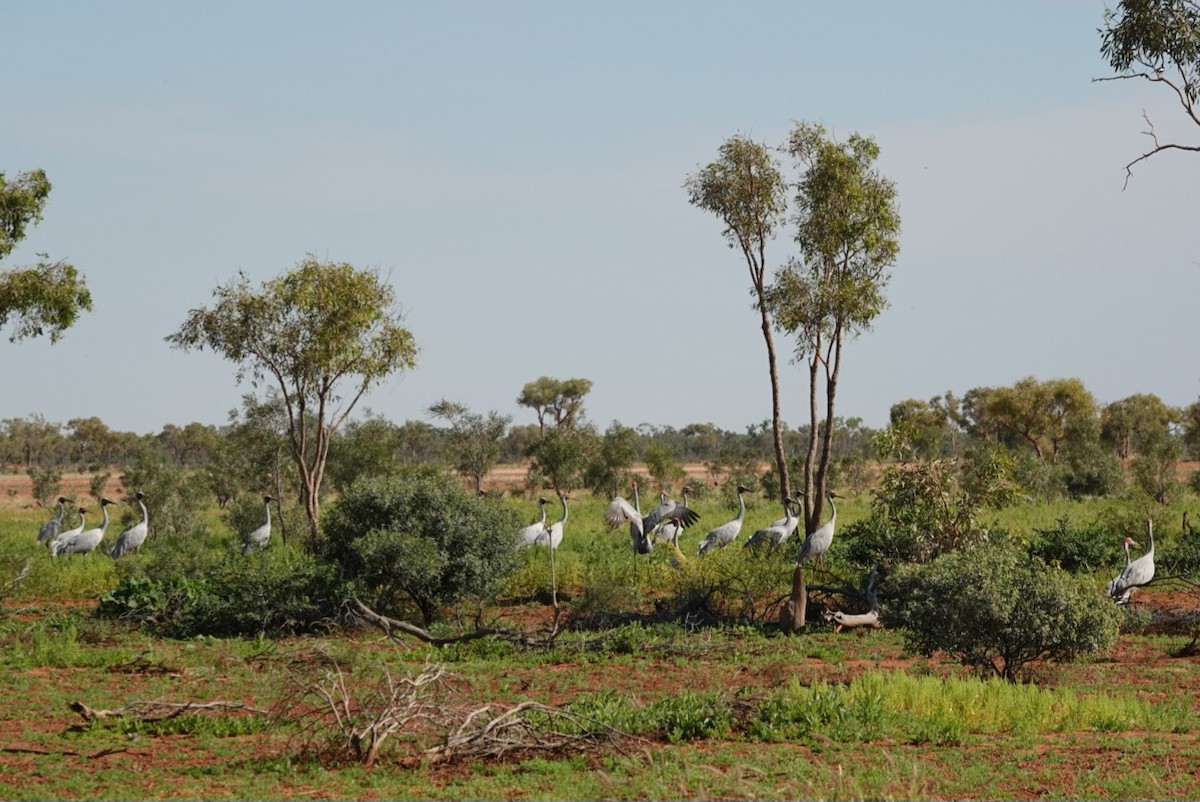 Brolga - ML637040957