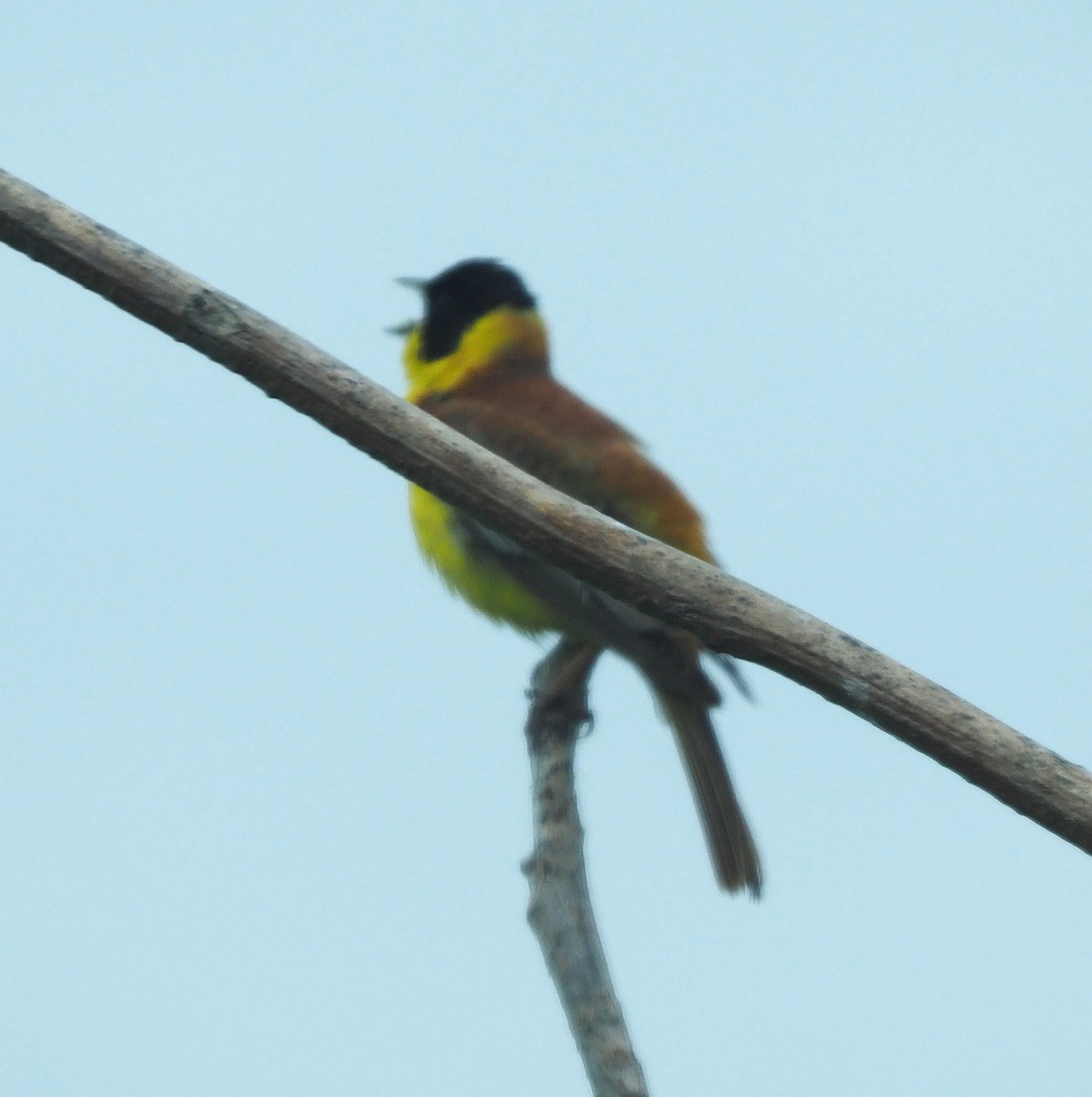 Black-headed Bunting - ML637040983