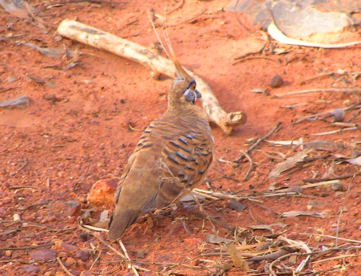 Spinifex Pigeon - ML637041114