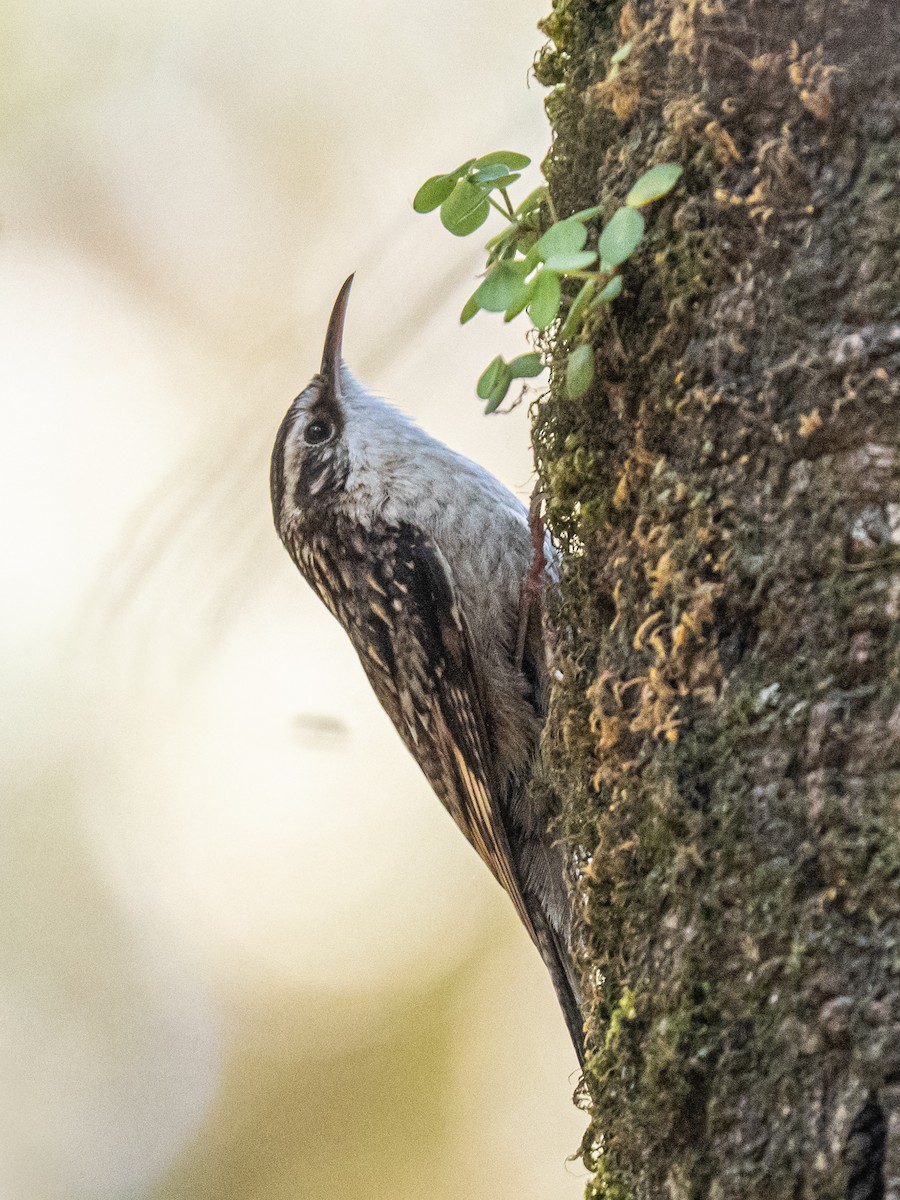 Bar-tailed Treecreeper - ML637041129