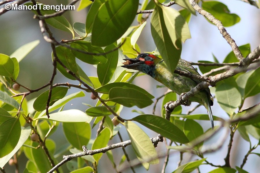 Blue-eared Barbet - ML637041163