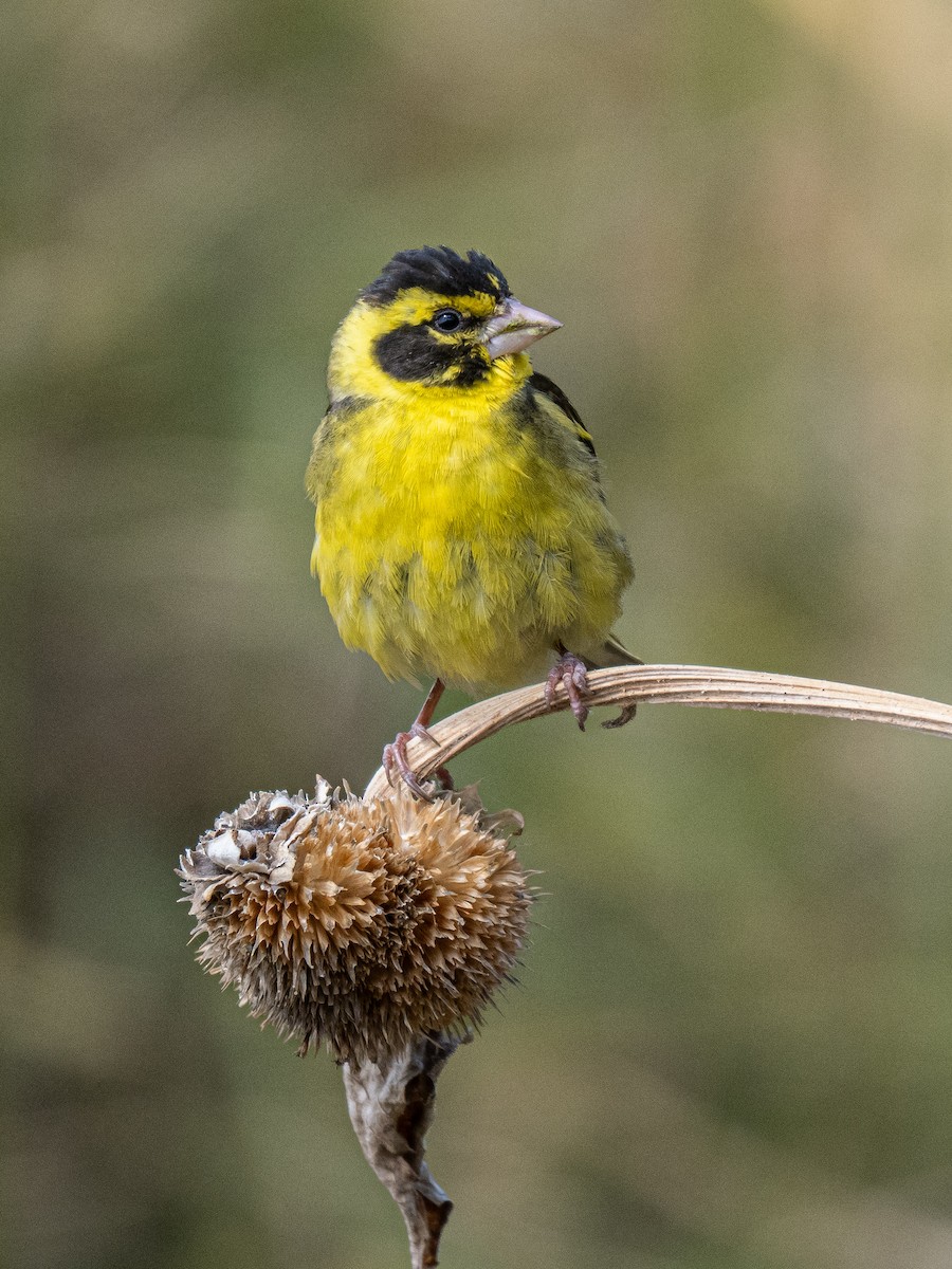 Yellow-breasted Greenfinch - ML637041171
