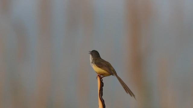 Yellow-bellied Prinia (Yellow-bellied) - ML637041265