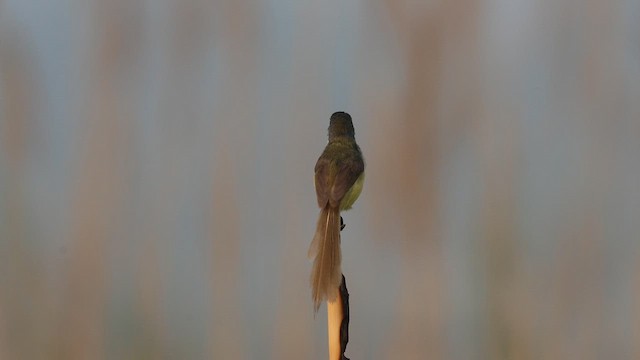 Yellow-bellied Prinia (Yellow-bellied) - ML637041266