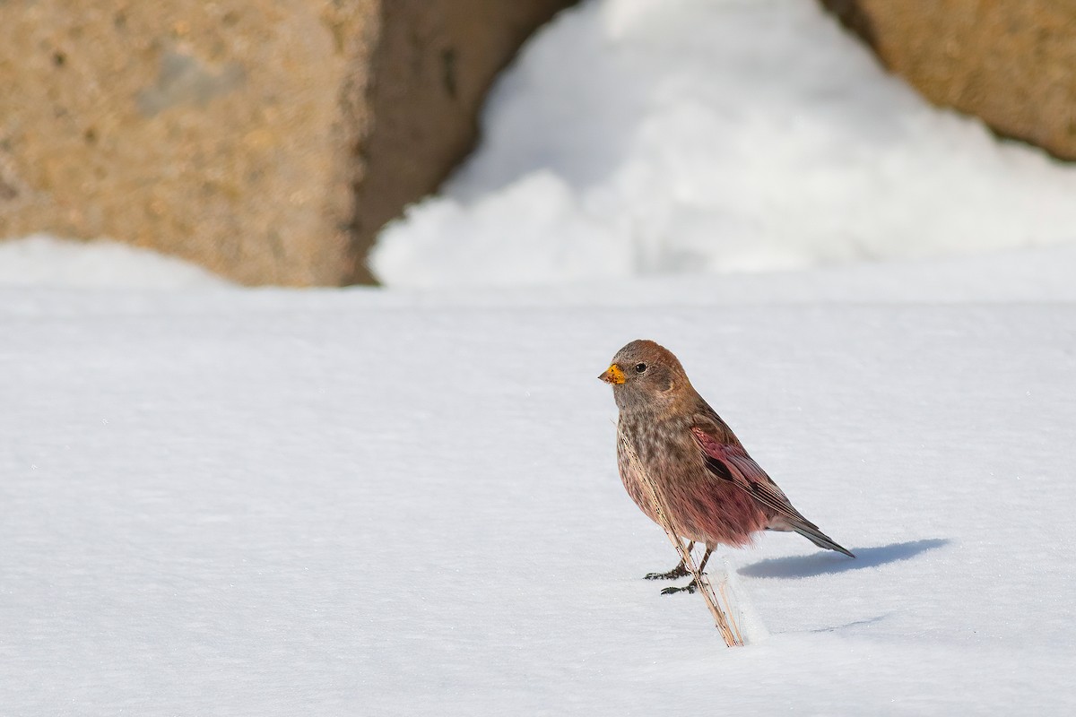 Asian Rosy-Finch - ML637041479