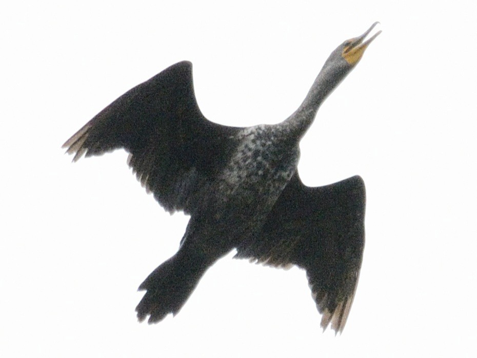Double-crested Cormorant - ML637041538
