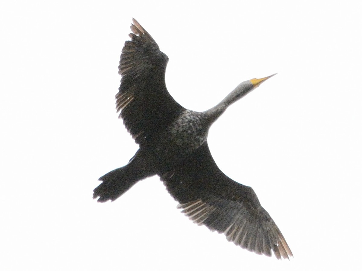 Double-crested Cormorant - ML637041539