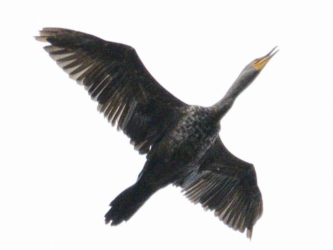 Double-crested Cormorant - ML637041540