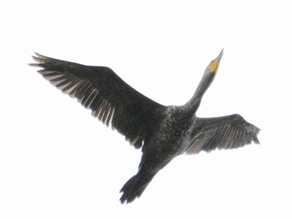 Double-crested Cormorant - ML637041541