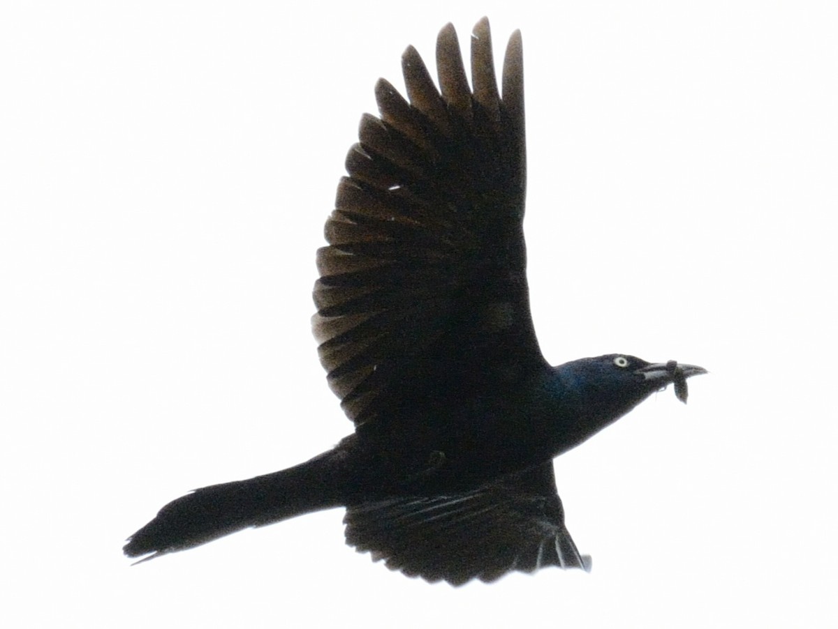 Common Grackle - ML637041546