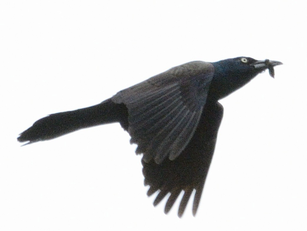 Common Grackle - ML637041547