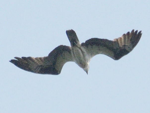 Osprey (American) - ML637041553