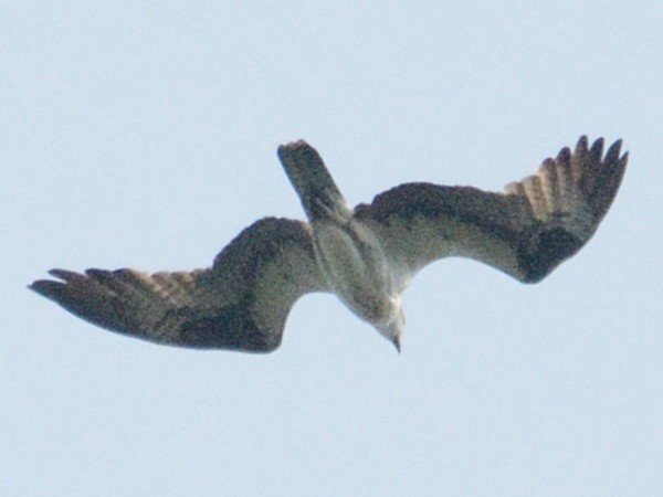 Osprey (American) - ML637041554